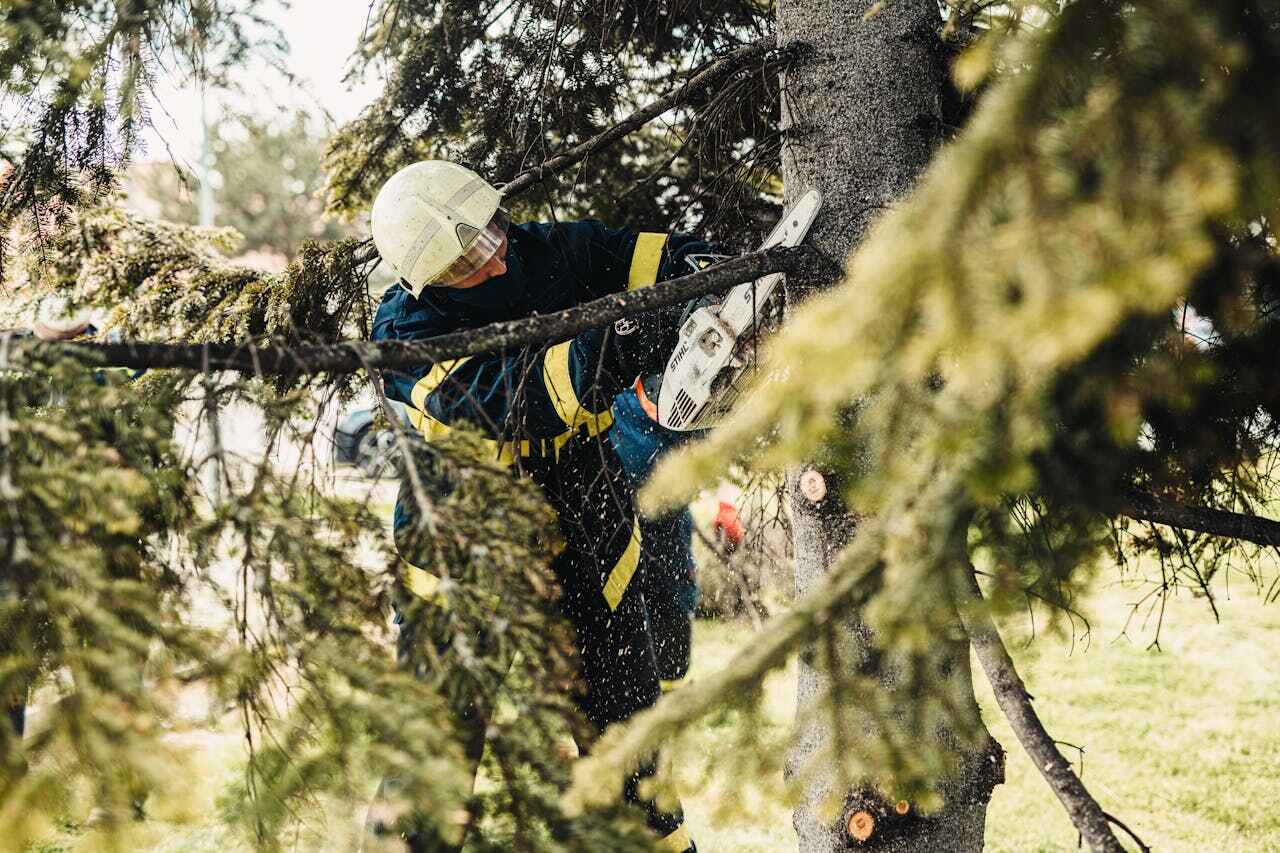 Tree Root Removal in Lone Tree, CO